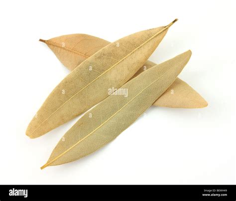 dried bay leaves in tagalog